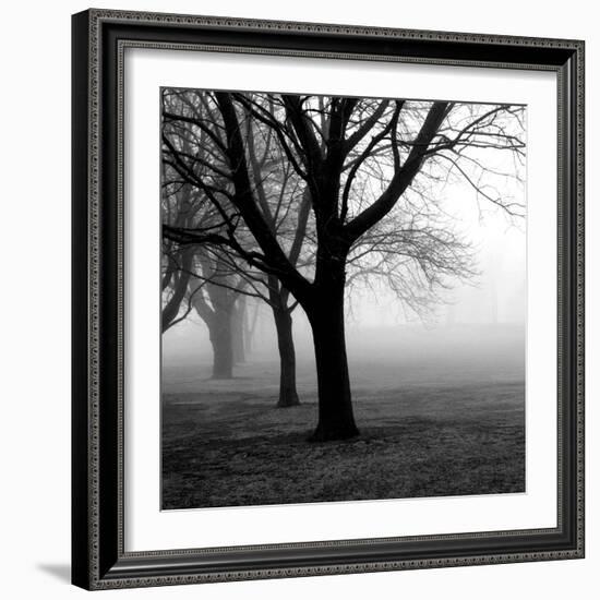 Trees-null-Framed Photographic Print