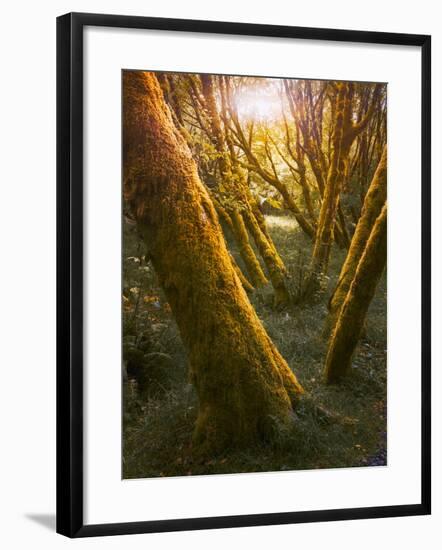 Trees-Moises Levy-Framed Photographic Print