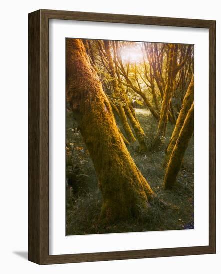 Trees-Moises Levy-Framed Photographic Print