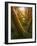 Trees-Moises Levy-Framed Photographic Print
