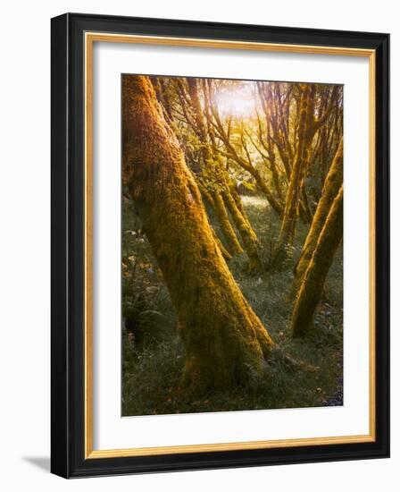 Trees-Moises Levy-Framed Photographic Print