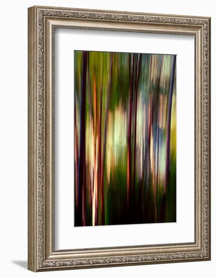 Trees-Ursula Abresch-Framed Photographic Print