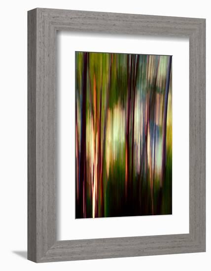 Trees-Ursula Abresch-Framed Photographic Print