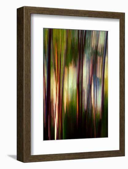 Trees-Ursula Abresch-Framed Photographic Print