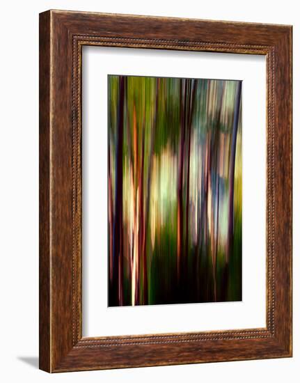 Trees-Ursula Abresch-Framed Photographic Print