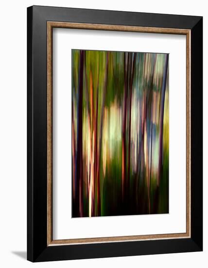 Trees-Ursula Abresch-Framed Photographic Print