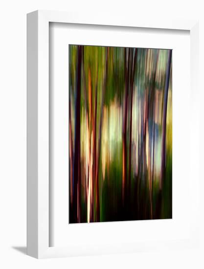 Trees-Ursula Abresch-Framed Photographic Print
