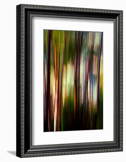 Trees-Ursula Abresch-Framed Photographic Print