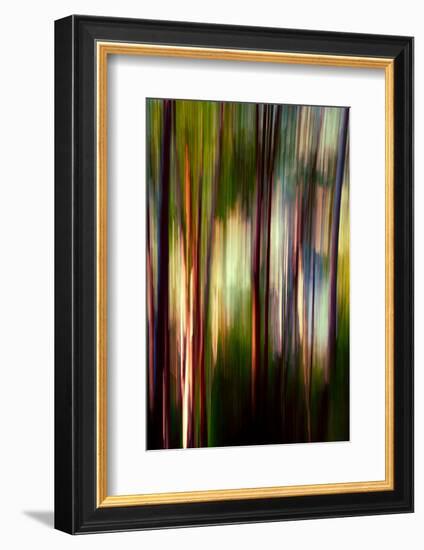 Trees-Ursula Abresch-Framed Photographic Print