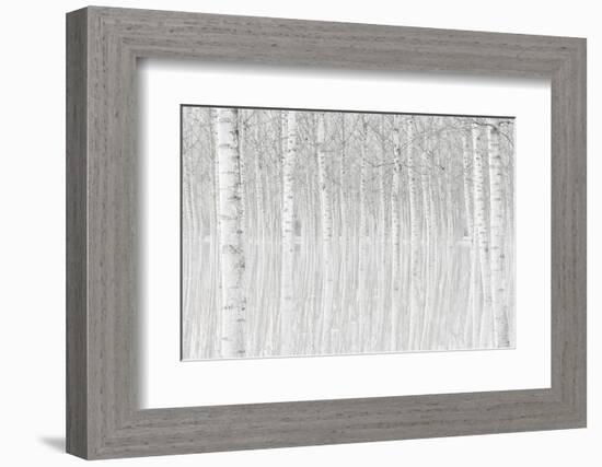 Trees-Aglioni Simone-Framed Photographic Print