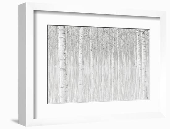 Trees-Aglioni Simone-Framed Photographic Print