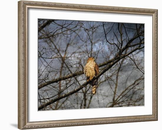 Treetop Raptor-Jai Johnson-Framed Giclee Print