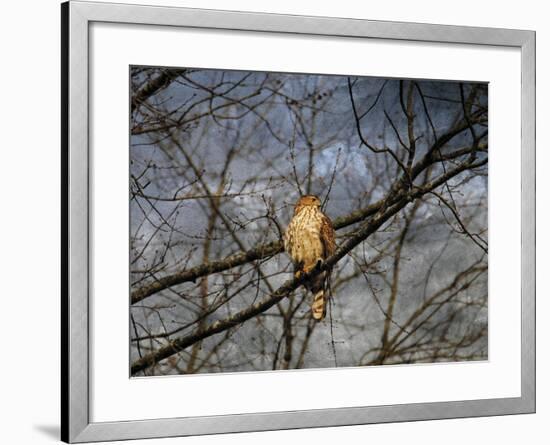 Treetop Raptor-Jai Johnson-Framed Giclee Print