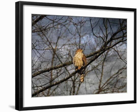 Treetop Raptor-Jai Johnson-Framed Giclee Print