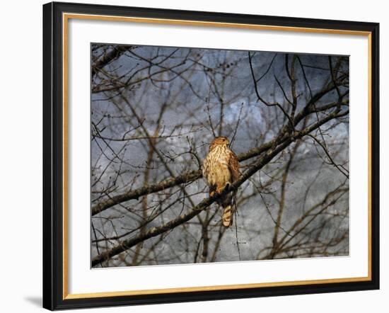 Treetop Raptor-Jai Johnson-Framed Giclee Print