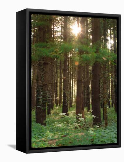 Treetrunks in Cataract Falls State Park forest, Indiana, USA-Anna Miller-Framed Premier Image Canvas