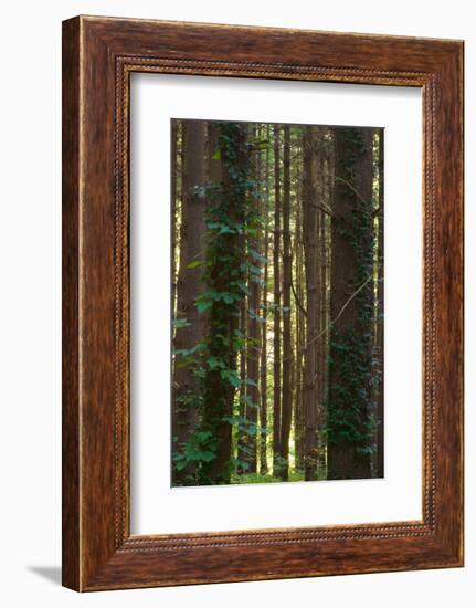 Treetrunks in Cataract Falls State Park forest, Indiana, USA-Anna Miller-Framed Photographic Print