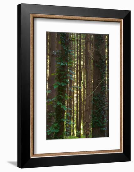 Treetrunks in Cataract Falls State Park forest, Indiana, USA-Anna Miller-Framed Photographic Print