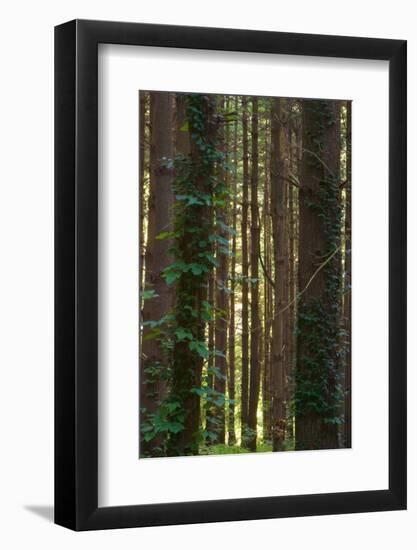 Treetrunks in Cataract Falls State Park forest, Indiana, USA-Anna Miller-Framed Photographic Print