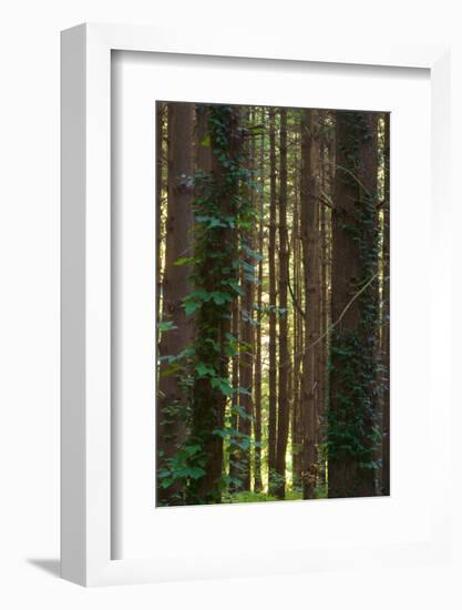 Treetrunks in Cataract Falls State Park forest, Indiana, USA-Anna Miller-Framed Photographic Print