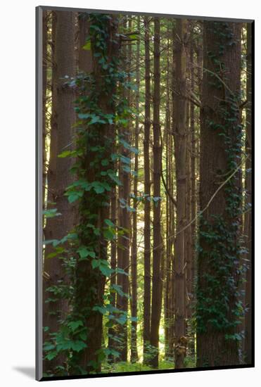 Treetrunks in Cataract Falls State Park forest, Indiana, USA-Anna Miller-Mounted Photographic Print