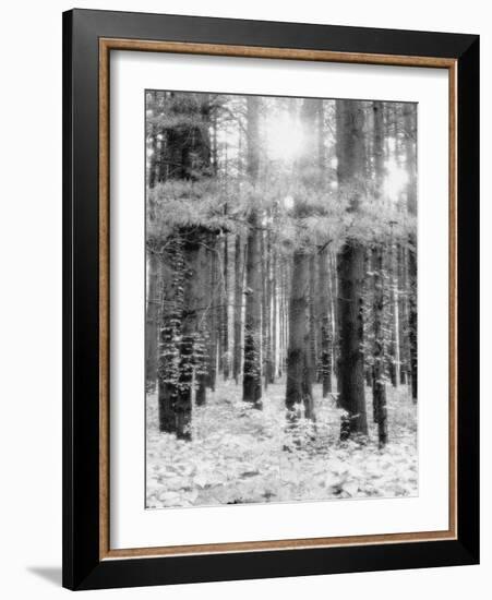 Treetrunks in Cataract Falls State Park forest, Indiana, USA-Anna Miller-Framed Photographic Print