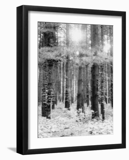 Treetrunks in Cataract Falls State Park forest, Indiana, USA-Anna Miller-Framed Photographic Print