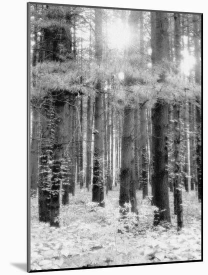 Treetrunks in Cataract Falls State Park forest, Indiana, USA-Anna Miller-Mounted Photographic Print