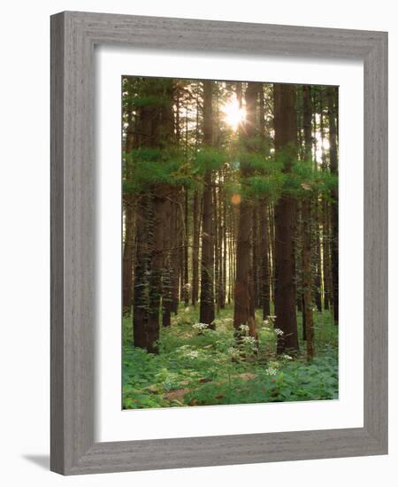 Treetrunks in Cataract Falls State Park forest, Indiana, USA-Anna Miller-Framed Photographic Print