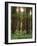 Treetrunks in Cataract Falls State Park forest, Indiana, USA-Anna Miller-Framed Photographic Print