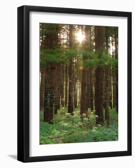 Treetrunks in Cataract Falls State Park forest, Indiana, USA-Anna Miller-Framed Photographic Print