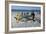 Trek Net Fishing-Peter Chadwick-Framed Photographic Print