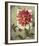 Trellised Dahlia-Lisa Audit-Framed Art Print