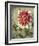 Trellised Dahlia-Lisa Audit-Framed Art Print