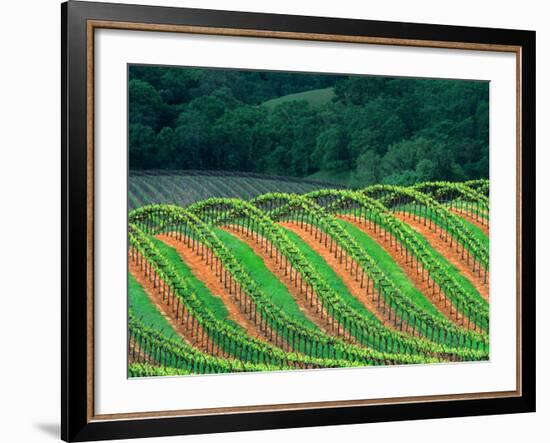 Trellised Vineyard in the Alexander Valley, Mendocino County, California, USA-John Alves-Framed Photographic Print