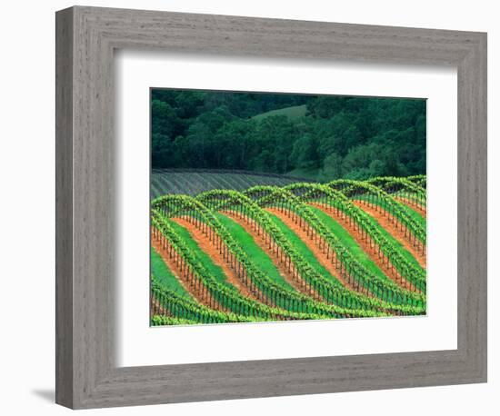 Trellised Vineyard in the Alexander Valley, Mendocino County, California, USA-John Alves-Framed Photographic Print