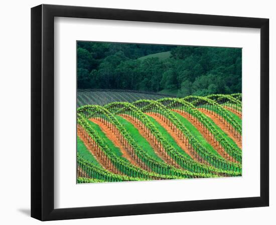 Trellised Vineyard in the Alexander Valley, Mendocino County, California, USA-John Alves-Framed Photographic Print