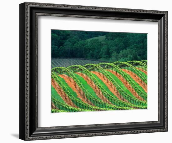 Trellised Vineyard in the Alexander Valley, Mendocino County, California, USA-John Alves-Framed Photographic Print