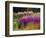 Trentham Gardens-Clive Nichols-Framed Photographic Print