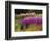 Trentham Gardens-Clive Nichols-Framed Photographic Print