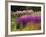 Trentham Gardens-Clive Nichols-Framed Photographic Print