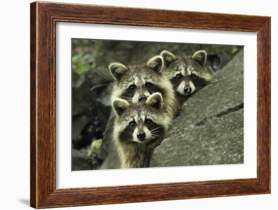 Tres Banditos-Mircea Costina-Framed Giclee Print