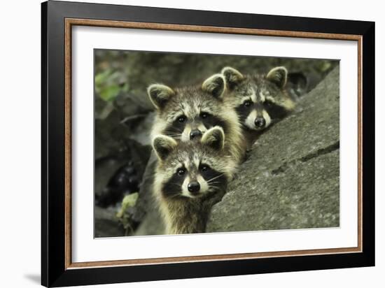 Tres Banditos-Mircea Costina-Framed Giclee Print