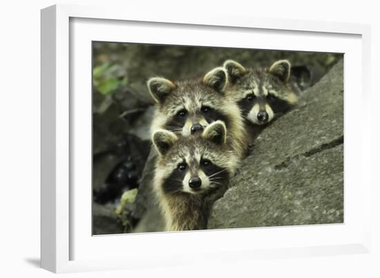 Tres Banditos-Mircea Costina-Framed Giclee Print