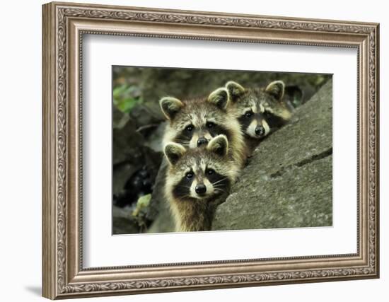 Tres Banditos-Mircea Costina-Framed Photographic Print