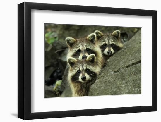 Tres Banditos-Mircea Costina-Framed Photographic Print