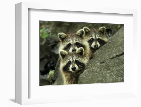 Tres Banditos-Mircea Costina-Framed Photographic Print