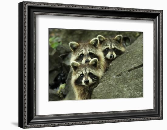 Tres Banditos-Mircea Costina-Framed Photographic Print