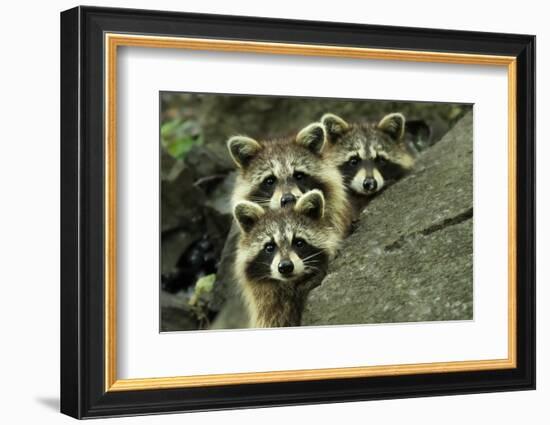 Tres Banditos-Mircea Costina-Framed Photographic Print