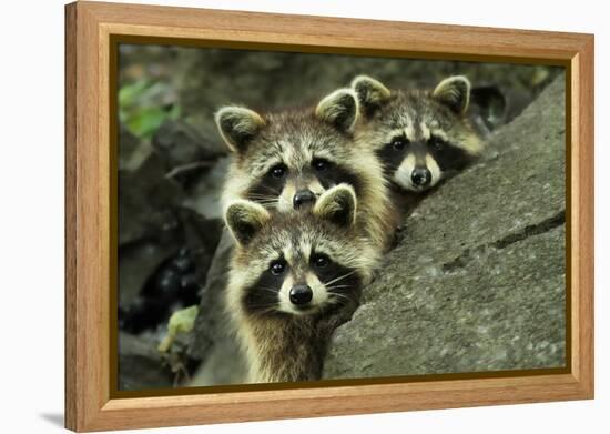 Tres Banditos-Mircea Costina-Framed Premier Image Canvas